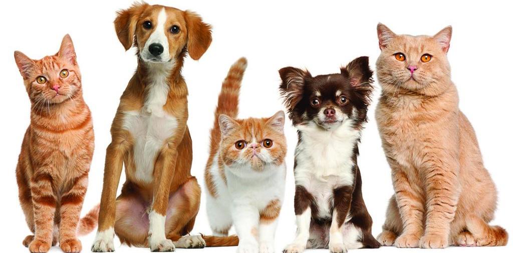 Доска объявлений о животных | ЗооТом - продажа, вязка и услуги для животных в Дальнереченске