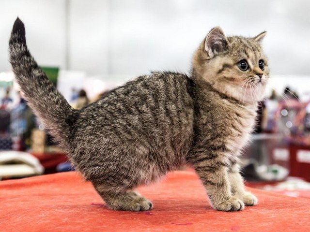 Породы кошек в Дальнереченске | ЗооТом портал о животных