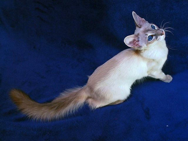 Выведенные породы кошек в Дальнереченске | ЗооТом портал о животных