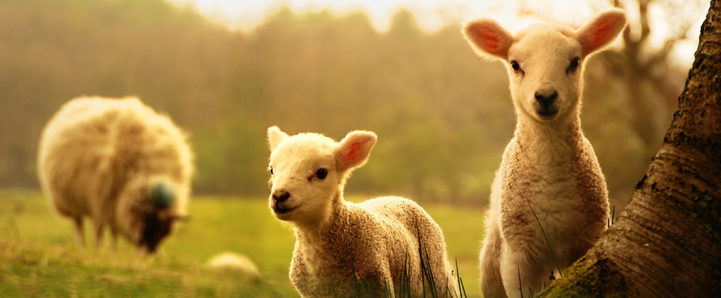 Объявления о сельскохозяйственных животных | ЗооТом - продажа, вязка и услуги для животных в Дальнереченске