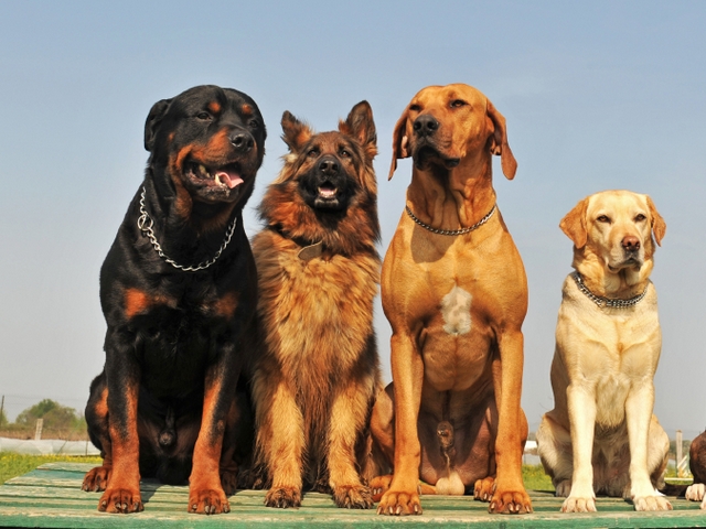 Крупные породы собак в Дальнереченске | ЗооТом портал о животных
